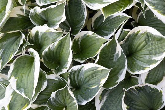 Variegated hosta leaf background in green and white