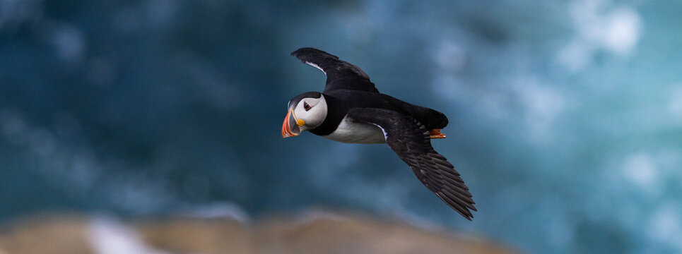 Puffin in flight over the sea, Orkney, Scotland