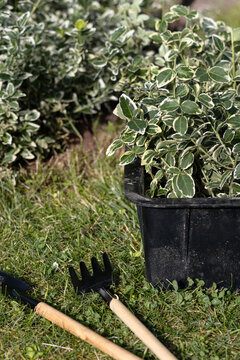 Variegated shrub in nursery pot with garden tools on grass