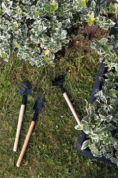Gardening tools on lawn beside variegated shrub border
