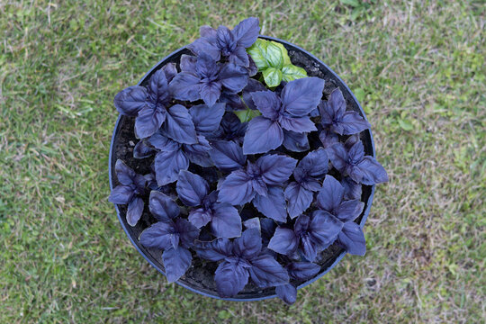Overhead view of purple basil plant in garden pot