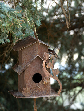 Pair of sparrows at rusty metal bird house