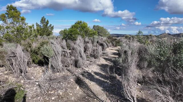 Mediterranean Shrubland Trail in Southern Spain Under Blue Sky