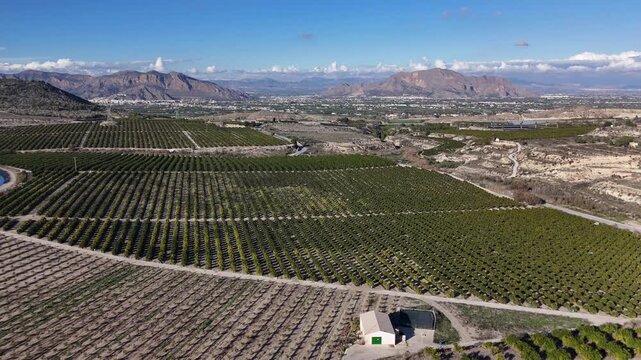 Aerial View of Citrus Orchards and Mountains in Southern Spain