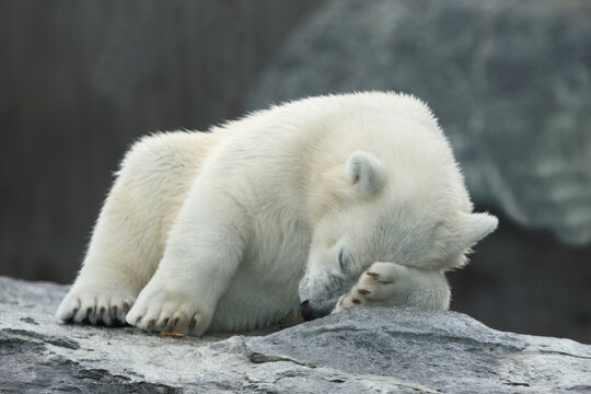 Eisb&auml;r / Polar bear / Ursus maritimus