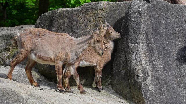 Alpine ibex, Capra ibex also known as the steinbock or bouquetin, is a species of wild goat that lives in the mountains of the European Alps.
