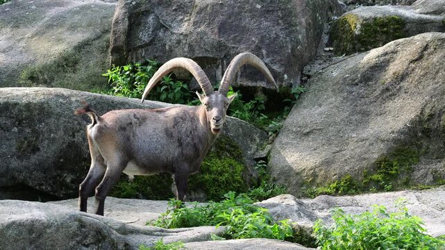 Alpine ibex, Capra ibex also known as the steinbock or bouquetin, is a species of wild goat that lives in the mountains of the European Alps.