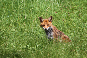 Fototapeta premium Rotfuchs / Red fox / Vulpes vulpes
