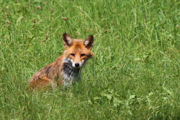 Fototapeta premium Rotfuchs / Red fox / Vulpes vulpes