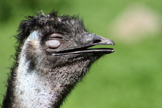Gro&szlig;er Emu / Emu / Dromaius noveabollandiae