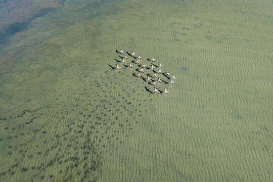 Flock of Andean flamingos in Altiplano waters