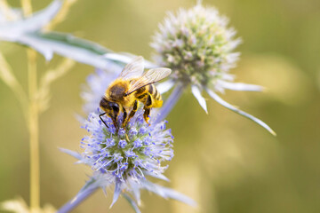 bee collecting nectar from a thorny wildflower close-up. honey bee on the meadow plant Eryngium. macro photo of an insect in nature. natural background, place for text, bokeh © Oleksandr Filatov