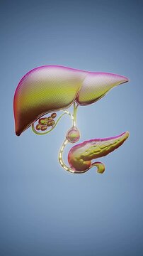 3D Gallstones Inside Human Gallbladder Showing Biliary Disease and Digestive System Anatomy 4K