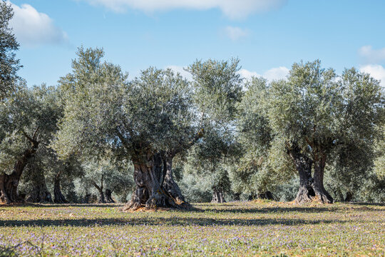 Ancient olive grove near Toledo under a clear blue sky