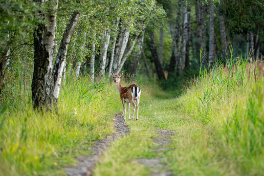 Two fallow deer standing on a grassy woodland path among birch trees