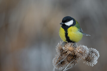 Great tit perched on frost-covered burdock seed heads in winter © DK Visuals 
