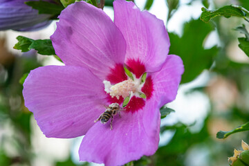 Obraz premium Bee collecting pollen on a pink hibiscus flower