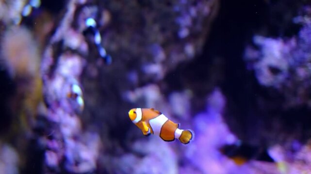 Vibrant clownfish swimming gracefully in a colorful marine aquarium surrounded by coral reefs and purple lighting, capturing the beauty of underwater aquatic life for nature and ocean stock videos
