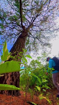 Hiker exploring lush green forest in izta popo national park