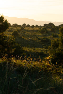 Spring meadow and shrubland beneath hazy mountain sunset