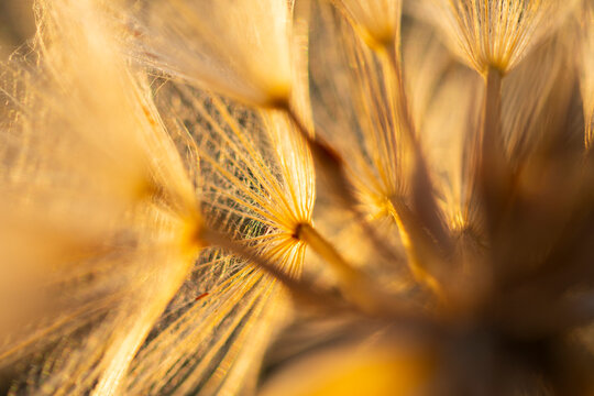 Golden dandelion seed macro in spring sunlight