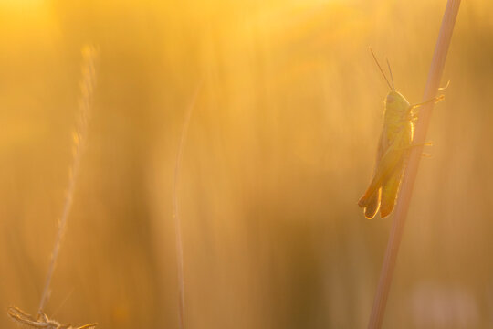 Grasshopper on stem in warm golden spring sunlight