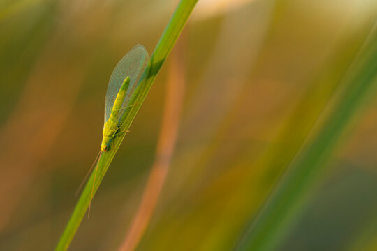 Green aphid on grass stem in soft spring light
