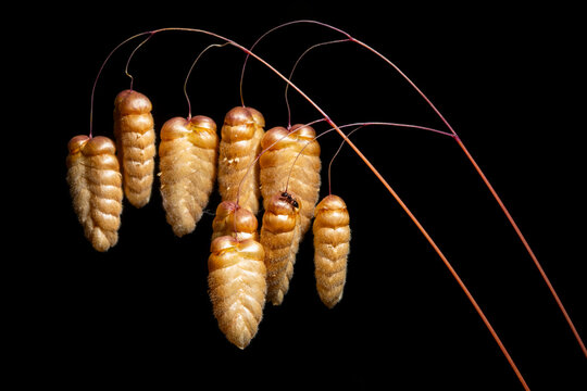 Greater quaking grass seed heads on a black background