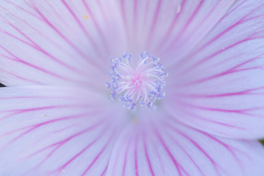 Delicate pink striped flower macro in spring bloom