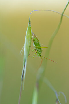Green assassin bug on grass seed in spring meadow
