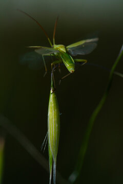 Green assassin bug on grass seed head in spring