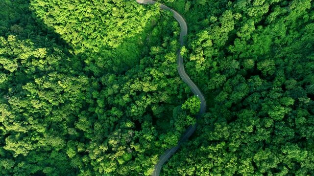 Scenic aerial forest road representing climate resilience, sustainable transportation, Renewable Energy Transition, Environmental Management, Green Economy, and long-term responsible corporate develop