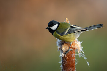 Great tit perched on a cattail seed head in natural habitat © DK Visuals 