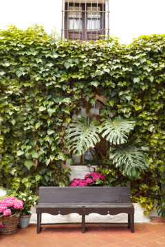 Lush ivy courtyard garden with bench in Cordoba