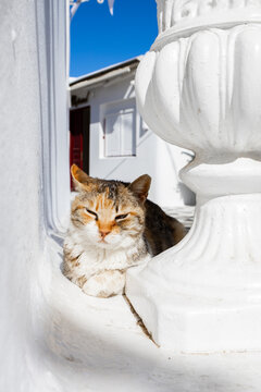 Calico cat resting in sunlit Mykonos walkway