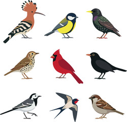 Various wild birds species flat vector illustrations set . Collection of isolated hoopoe, cardinal, sparrow, swallow, titmouse, generic ornithology nature design elements . © M studio