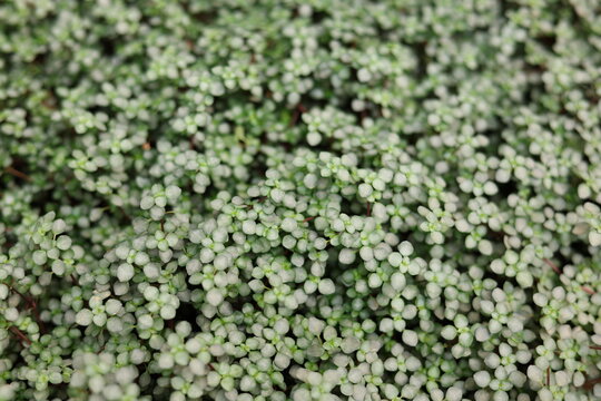 Tapis de petites feuilles argent&eacute;es de Pilea glauca
