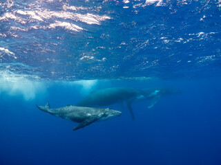 Fototapeta premium Two humpback whales (Megaptera novaeangliae) swim in the clear blue ocean.