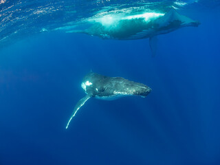 Fototapeta premium Two humpback whales (Megaptera novaeangliae) swim in the clear blue ocean.