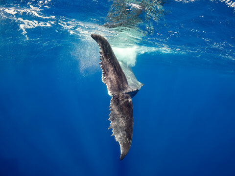 A humpback whale (Megaptera novaeangliae) dives into the deep blue ocean.