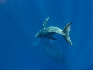 Fototapeta premium A humpback whale (Megaptera novaeangliae) swims in the deep blue ocean with a calf.