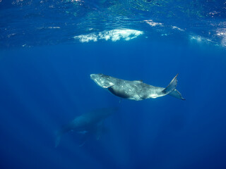 Fototapeta premium Two humpback whales (Megaptera novaeangliae) swim in the deep blue ocean.