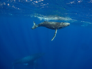 Naklejka premium A humpback whale (Megaptera novaeangliae) swims in the deep blue ocean.