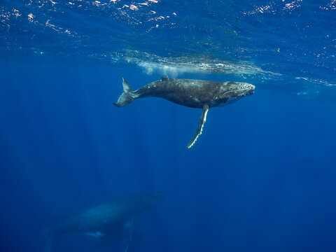 A humpback whale (Megaptera novaeangliae) swims in the deep blue ocean.