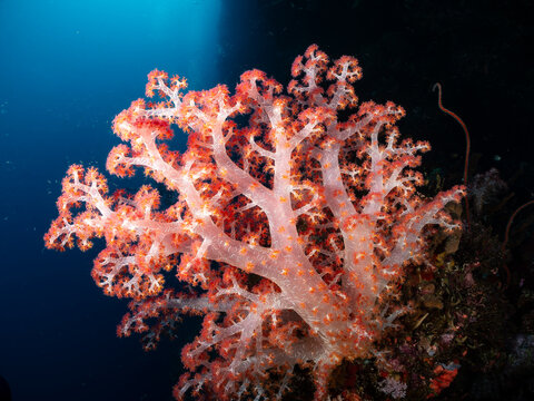 A vibrant soft coral (Dendronephthya) glows with orange polyps against a deep blue ocean background.