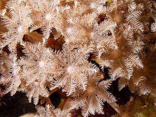 Close-up of a soft coral colony with feathery polyps. © Pete Niesen Photo