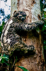 Three-toed sloth, Bradypus variegatus, climbs a tree to dry after swimming across river in Ecudorian rain forest © Pete Niesen Photo