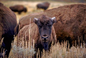 Young buffalo calf standing in gras amid the herd © Pete Niesen Photo