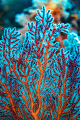 Closeup detail of red fire coral, millepora dichotoma, branches © Pete Niesen Photo