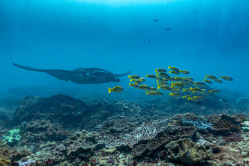 A manta ray swims near a school of yellow snapper fish over a coral reef. © Pete Niesen Photo